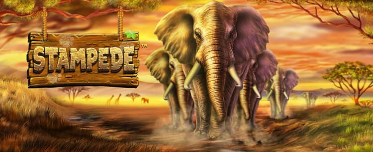 Stampede